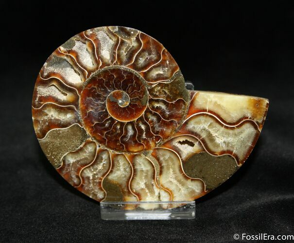 Inch Polished Madagascar Ammonite (Half) #1069
